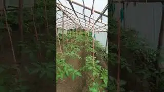 Tomato cultivation in small plastic house 🍅 || #agriculture #shorts #tomato #vegetables