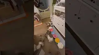 Vlog17 Let s raise cats dogs and pigs together. Brush brush.#vlog Daily Life#Pet daily