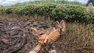 Em meio a tanto peixe tinha um tatu!