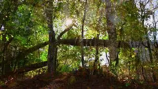Autumn Daylight (Falling From Trees / Dusk By Jack-O-Lantern Glow)