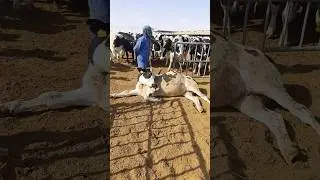 Sick Cow 💔