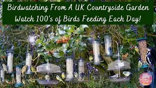 100's of Birds Feeding In UK Garden Livestream Day 101:3 - Tits, Finches, Robins, Woodpeckers & More