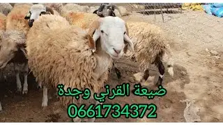 رحلة البحث عن كبش العيد 2022الموسم الثاني **ضيعة القرني طريق بوشطاط وجدة0661734372