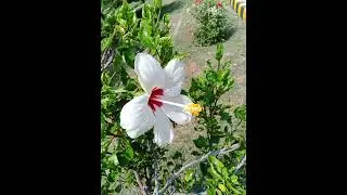#nature #wildlife #flowers #flower #photography #flowerphotography #flowerphoto #naturephotography