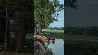 Rural Tradition of Jute Washing | Life by the River 4k 🇧🇩 #short