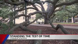 TAMU's Century Tree Standing in the Test of Time