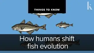 How humans shift fish evolution | Things to Know