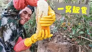 一天找了十几窝，第一窝就挖到饱满的靓货，挖到天黑都挖不完！ #土蜂蜜 #深山土蜂蜜