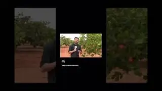 CAJUCULTURA DE SERRA DO MEL &Eacute; DESTAQUE NACIONAL E ALAVANCA ECONOMIA LOCAL 