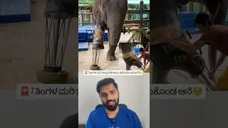 Baby Elephant Lost Leg to Landmine 🐘💔 | Artificial Prosthetic Leg Miracle  #shorts #elephant