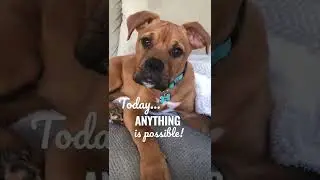 ADORABLE Puppy Says&hellip;. 🤗 Feel Good Puppy Video! #shorts #cutepuppy #inspirational