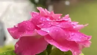 Nature sound: Rain sound for sleeping / rain drops falling on flower