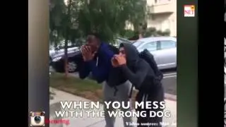 That scary moment when you mess with the wrong dog