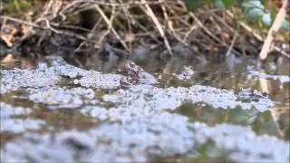 Common frogs calling and spawning