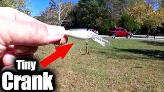 Bass Fishing with a Tiny Crankbait (Fall Creek Fishing From the Bank)
