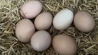 Fresh Egg Collection | Daily Farm Routine I Healthy Chickens