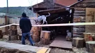Dog parcore