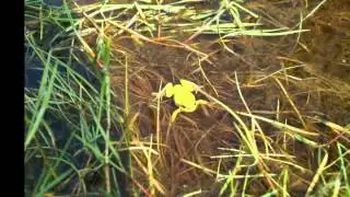 Amphibien-Kiesgrube