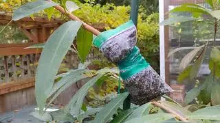 Rose Apple - Syzygium Jambos in a 15 gallon container