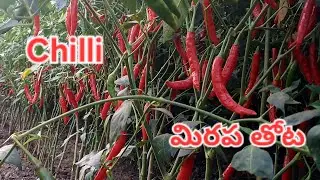 #మిరప #chill #Sarangapalli #Dachepalli #mandal #Guntur #district #AndhraPradesh #state #youtubevideo