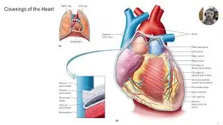 Lecture 13   Cardiovascular Part A