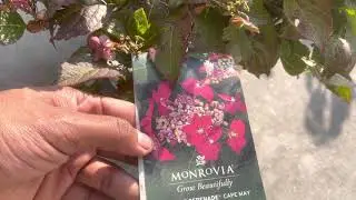 My &ldquo;Distressed Lowes&rdquo; Expensive Hydrangea and Customer Dissatisfaction AKA #Spoiled Pt. 2