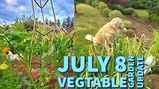 July 8 Vegetable Garden Update | Growing on Vancouver Island