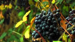 Humboldt Made: Riverbend Cellars Segment