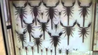 Crustacea. Класс ракообразные.