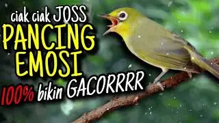 Ciak Joss Kecial Kuning Ampuh PANCING EMOSI Bikin Kecial Malas Jadi GACORRR‼️