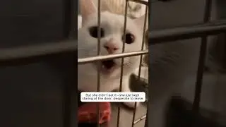 Она отказалась есть, потому что её котята умирали от голода 🥺 #шорты