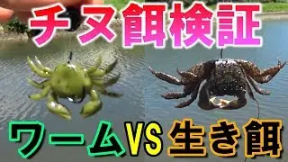 【チニング】蟹型ワームと生き餌どちらがチヌが釣れるか検証してみた