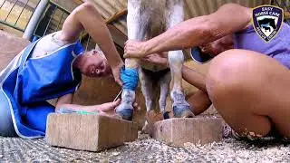 Annie the pony had a venograph - Easy Horse Care Rescue Centre