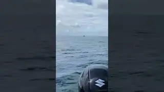 How the new Penn Authority reel screams playing a sailfish