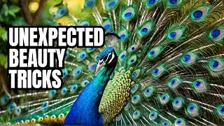 Why Peacocks Are The Most Beautiful Animals