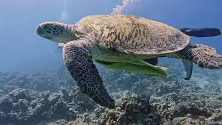 Diving Red Sea Egypt - Fury Shoals