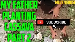 MY FATHER PLANTING CASSAVA PART 2
