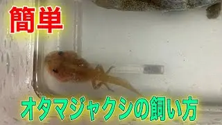 簡単！オタマジャクシの飼い方