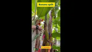 Banana split