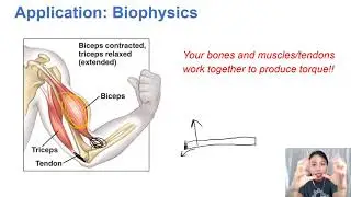 [ARCHIVED] 5.2b Biomechanical Torque: Squats and Pushups!