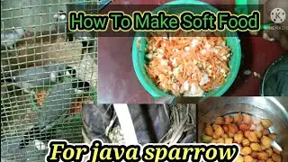 How to make soft food for Java Sparrow| Best soft food java chicks#shoft_food