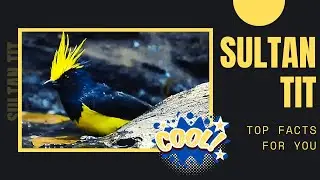 Sultan Tit facts 🦜Asian forest bird