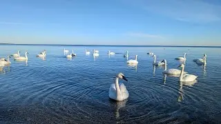 Trumpeter swans @ TTP