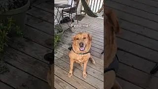 Can someone feed Russia? Shes waisting away! #goldenretriever #funnypets #funnydog #puppy