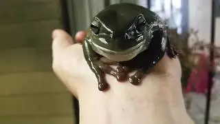 Big Friendly Frog
