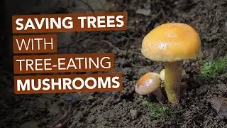 Saving Trees With Tree-Eating Mushrooms