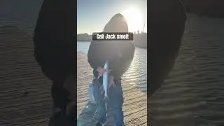 Marina park dock fishing #jacksmelt