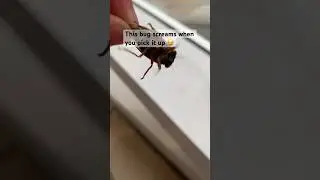 The screaming bug 😂 #shorts