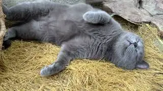 Look how loudly this cat is purring
