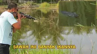 PASER MANIA | MEMASER RIBUAN IKAN NILA DI SAWAH PAKAI UKLIK BARU